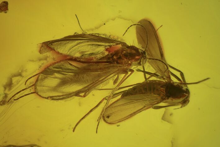 Two Detailed Fossil Flies (Diptera) In Baltic Amber #90874